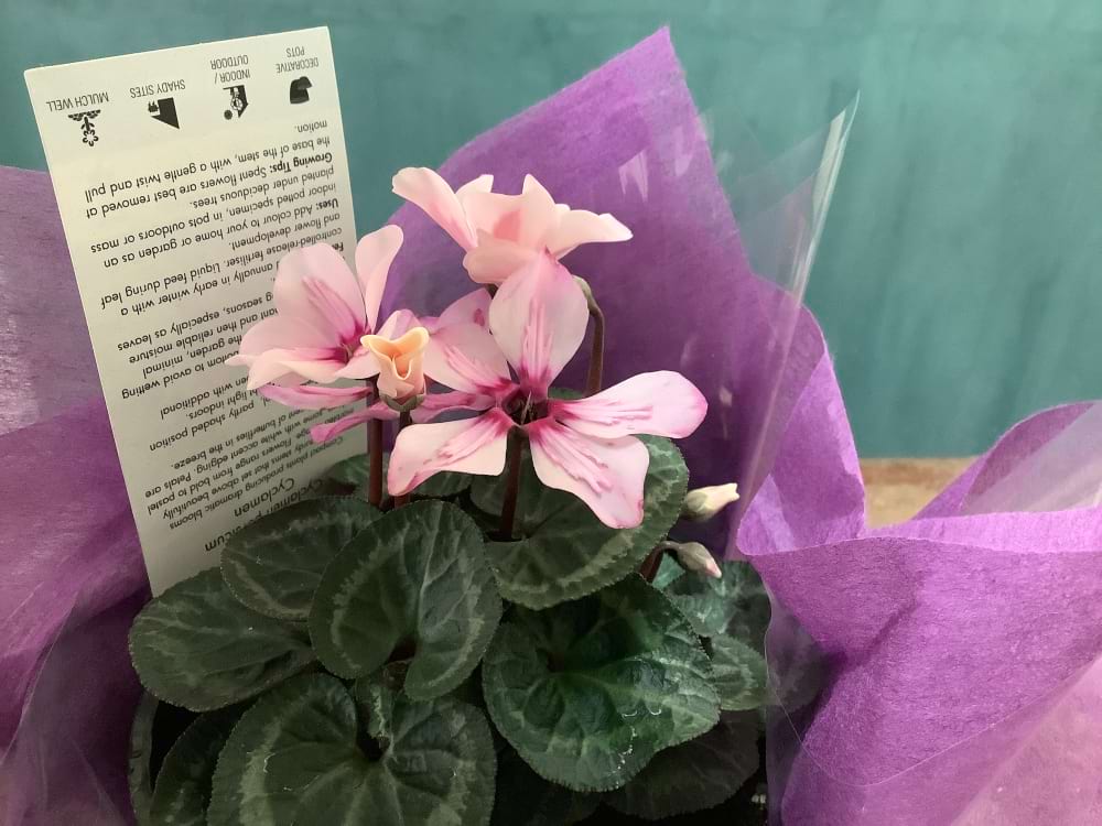 Cyclamen Lighteye