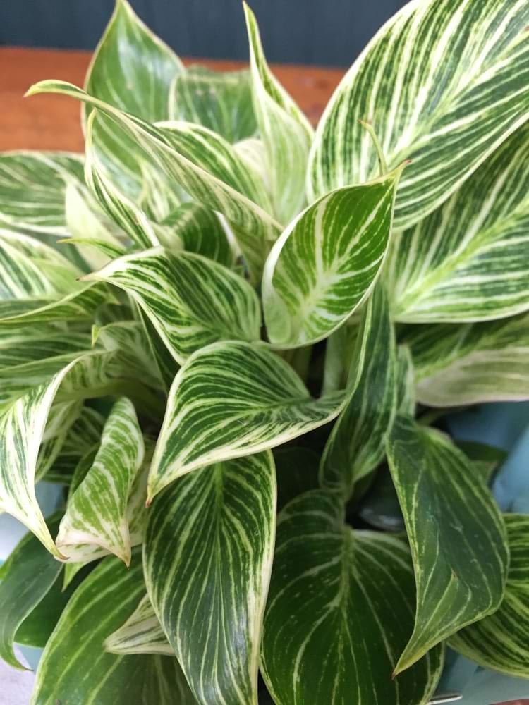 Philodendron birkin