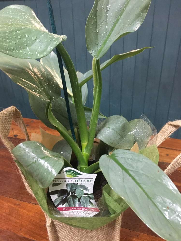 Philodendron Hastatum