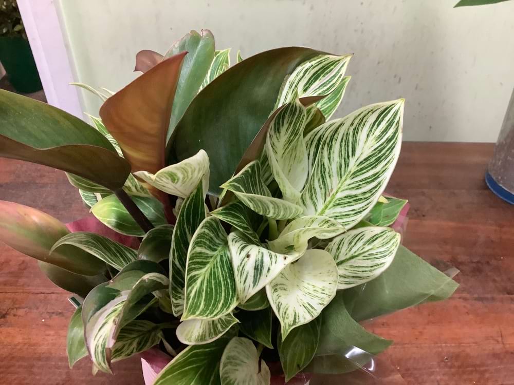 Philodendron Double