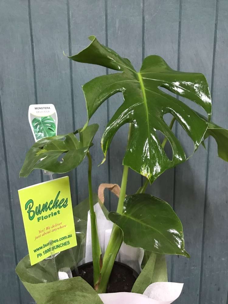 Monstera Deliciosa