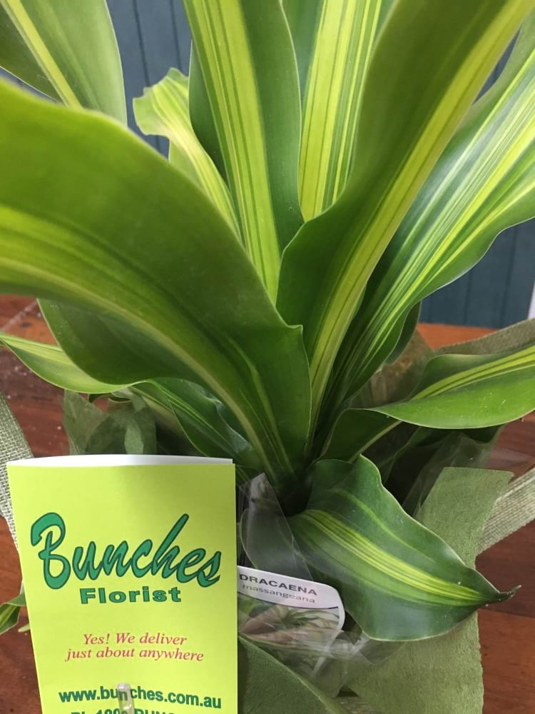 Dracaena