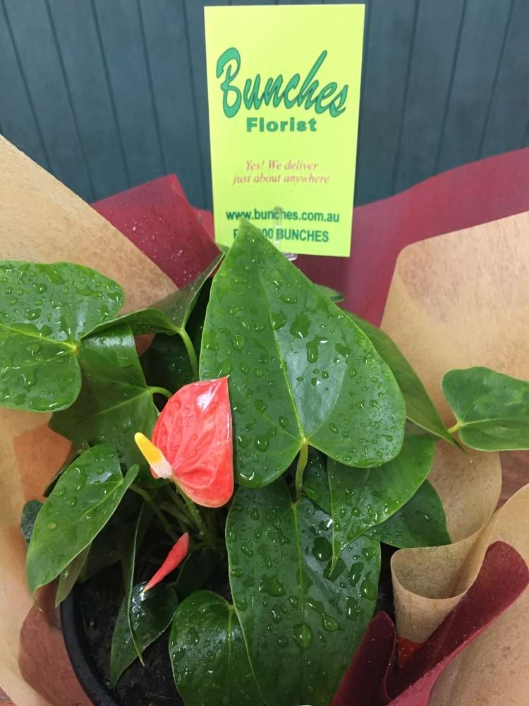 Anthurium 