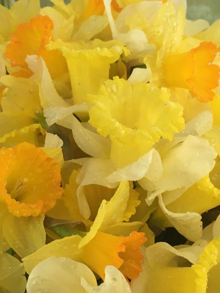 Daffodil Posie
