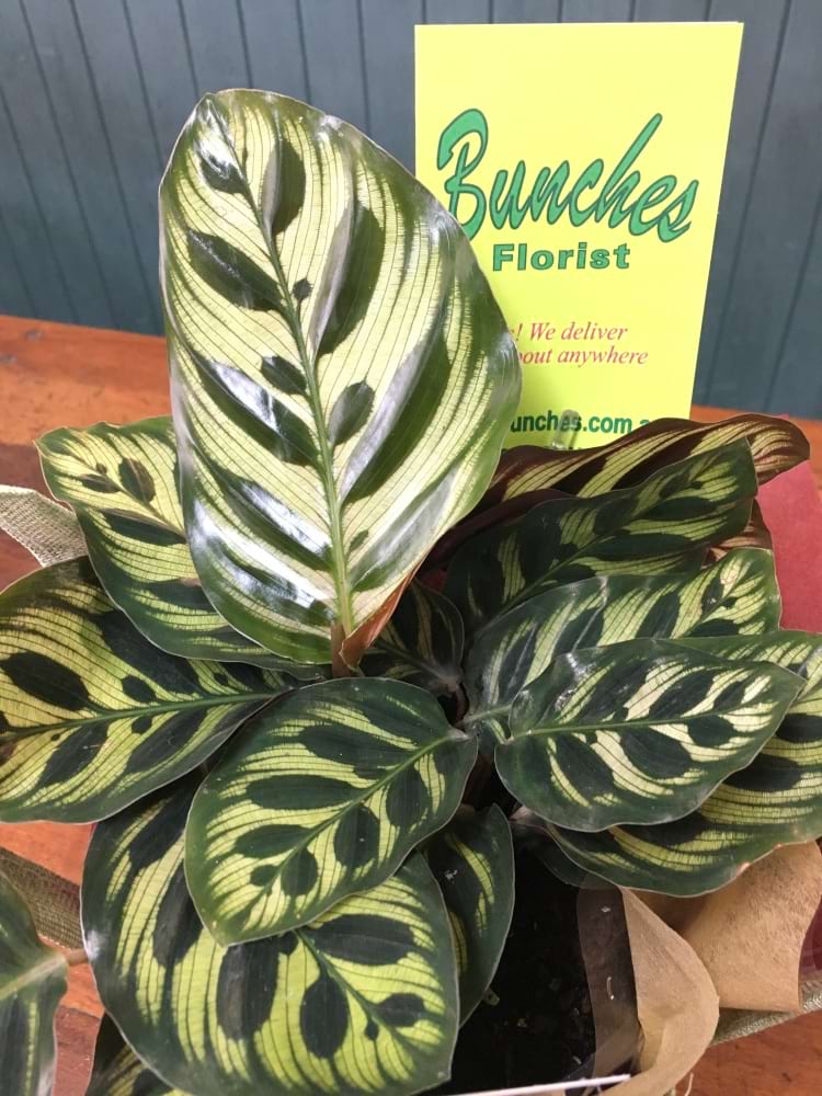 Calathea