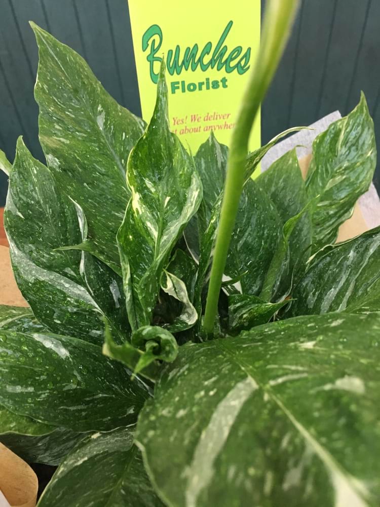 Spathiphyllum Domino